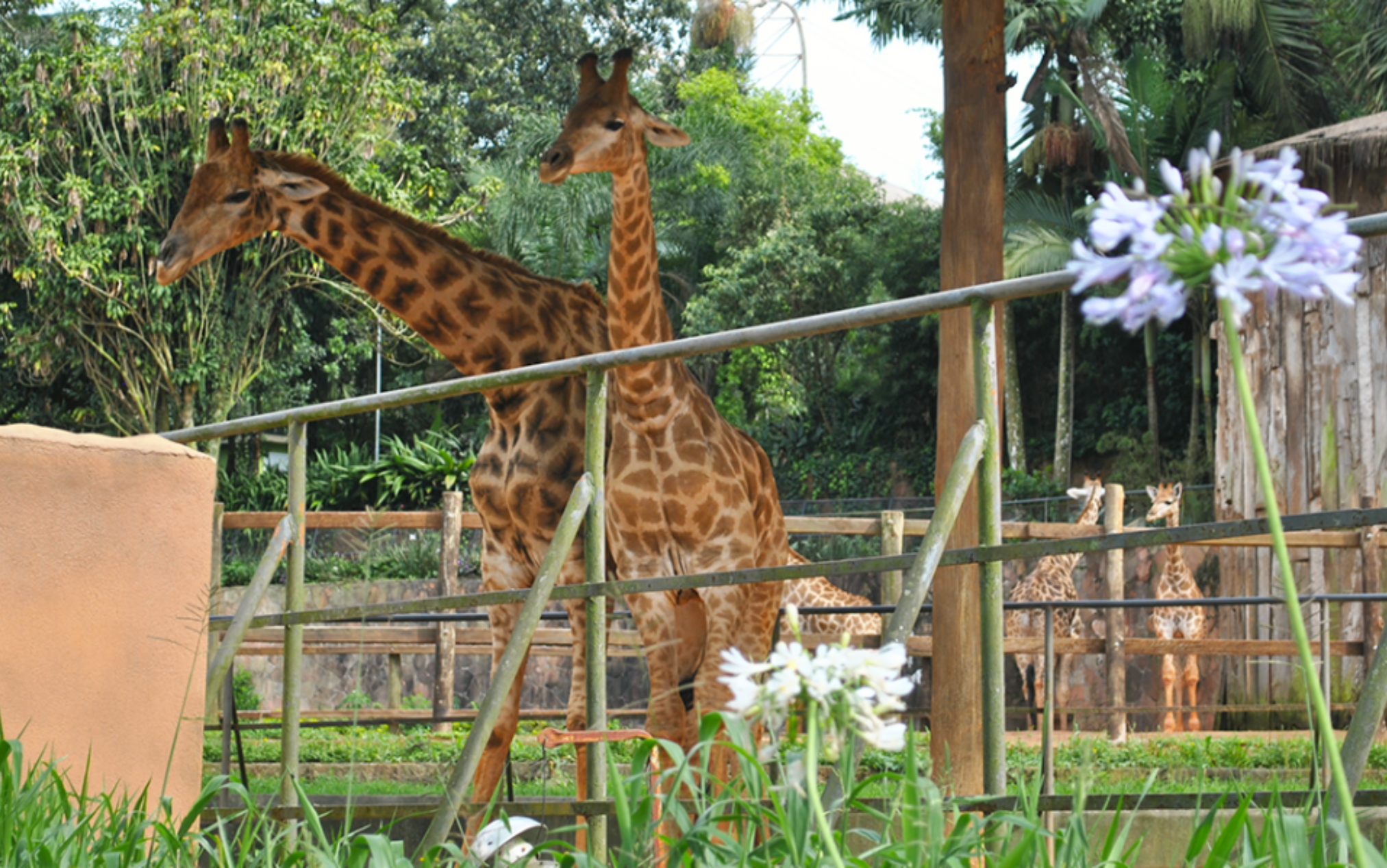 Zoologico de São Paulo